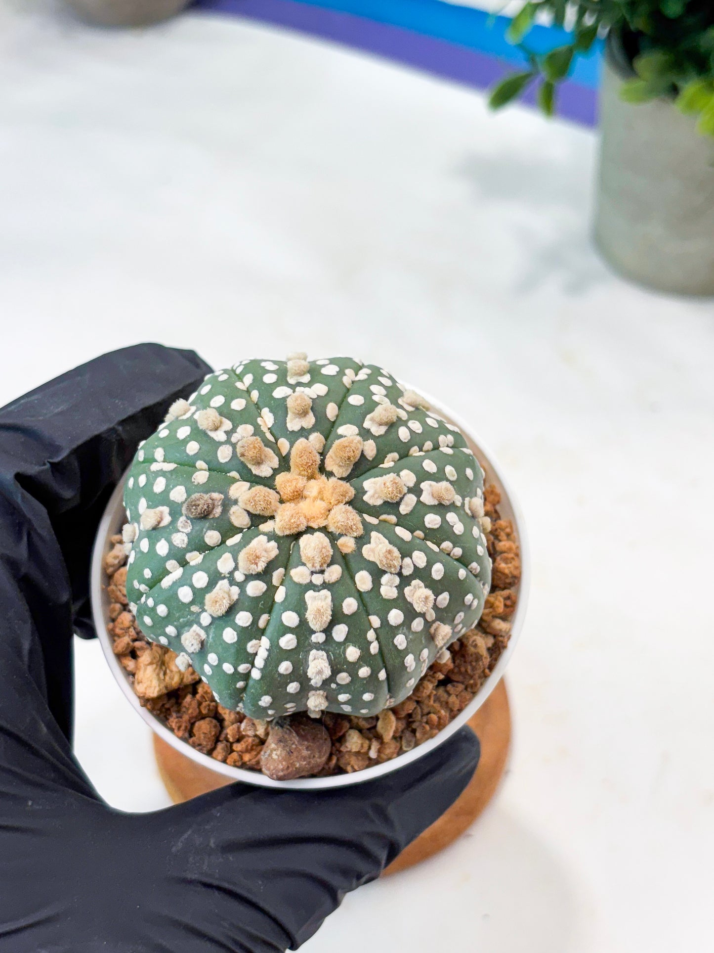 Astrophytum Superkabuto (T9) (r4) | Las Vegas Plant Shop