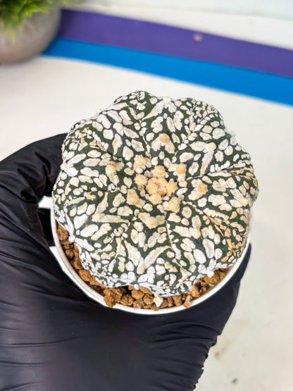 Astrophytum V-Type (at6) (b2) | Rare Star Cactus