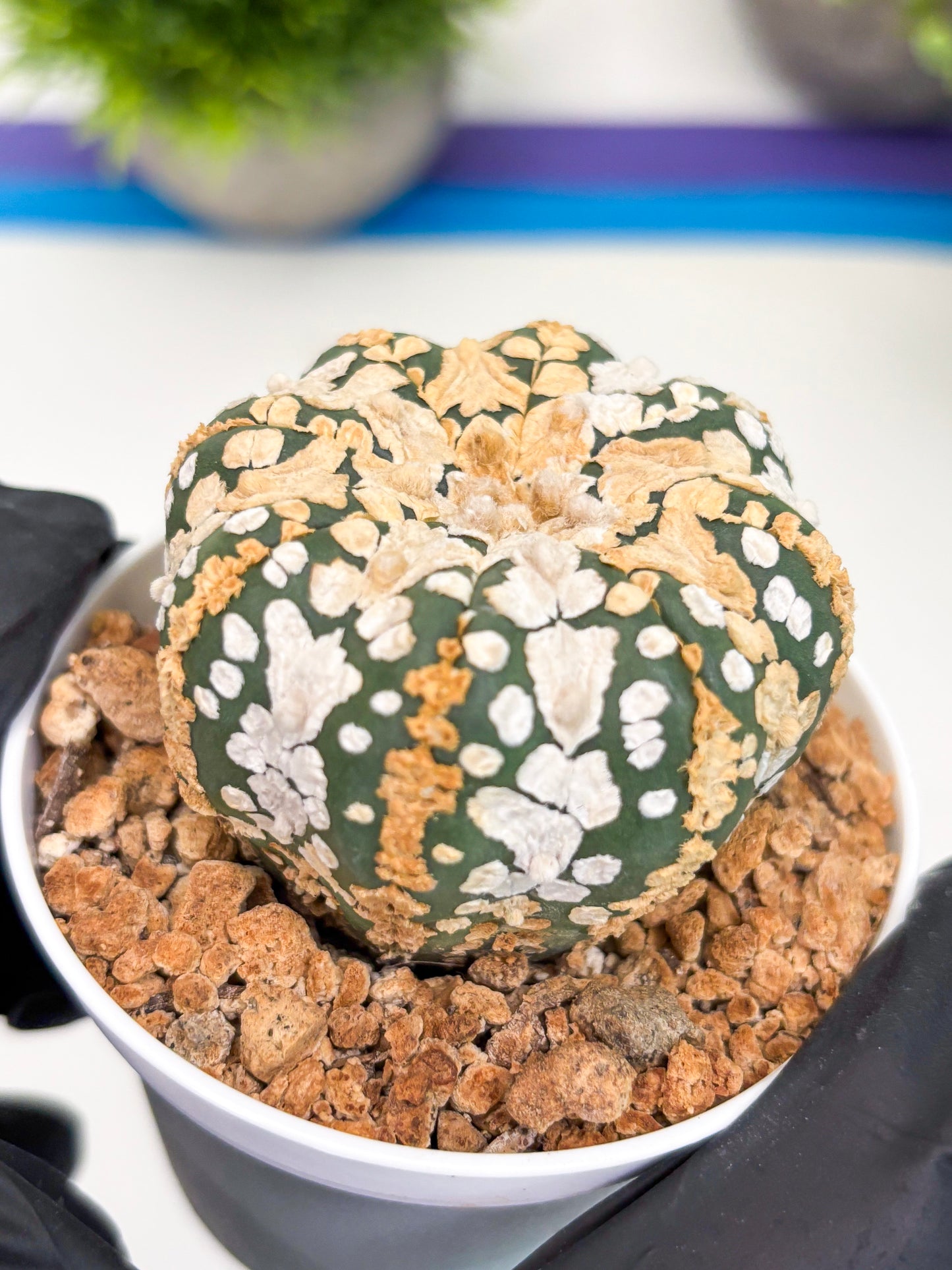 Astrophytum Super Kabuto (t12) (r6) | 3" Pot