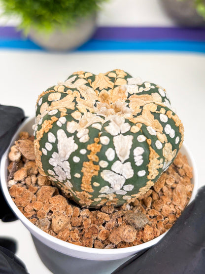 Astrophytum Super Kabuto (t12) (r6) | 3" Pot