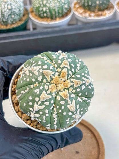 Astrophytum 5-Ribs (at7) (r5) | Living Rocks