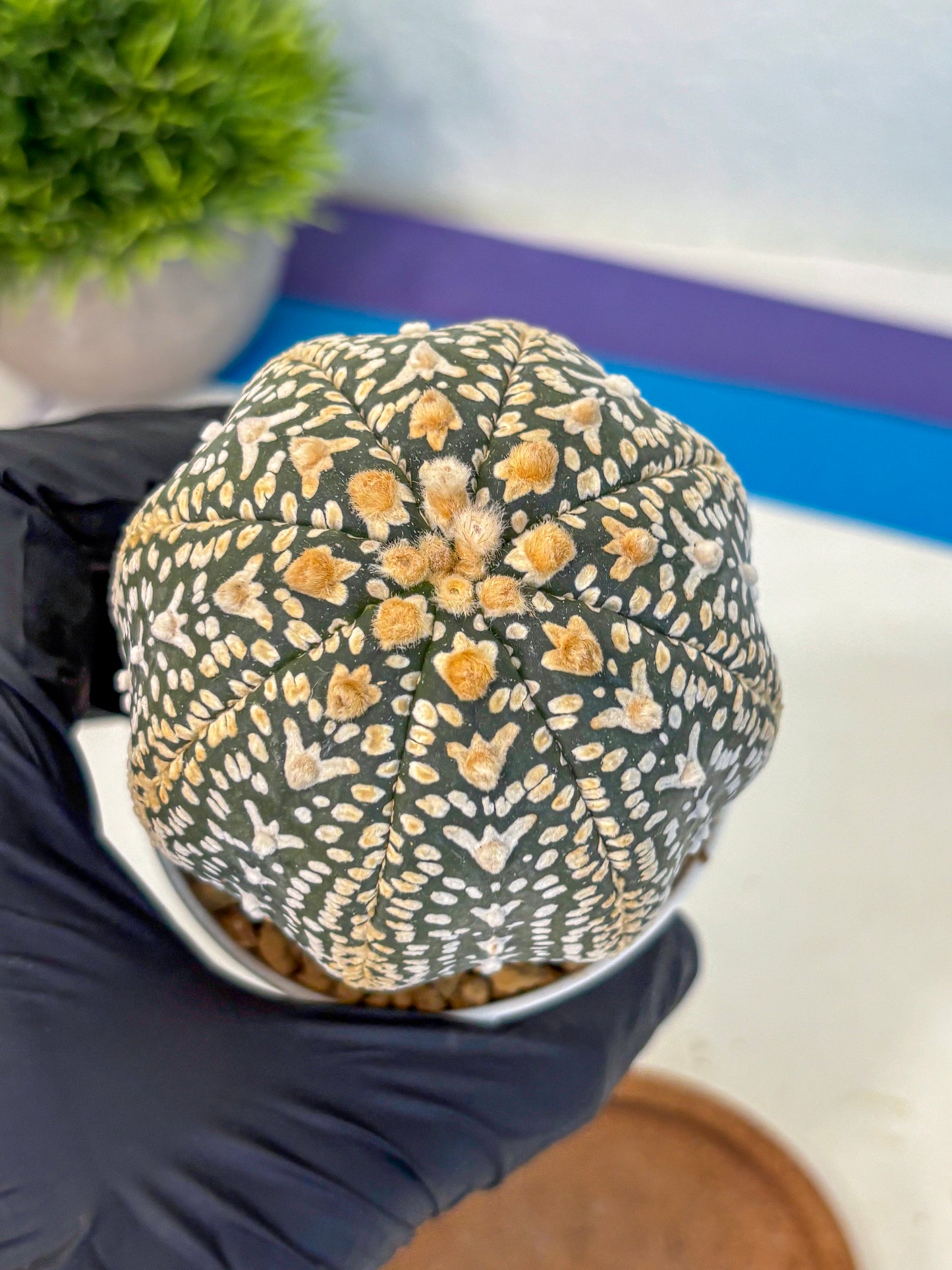 Astrophytum V Type (at4) (18) | Star Cactus
