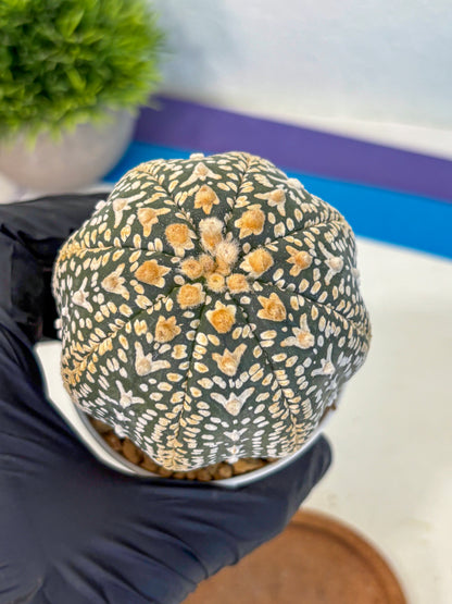 Astrophytum V Type (at4) (18) | Star Cactus