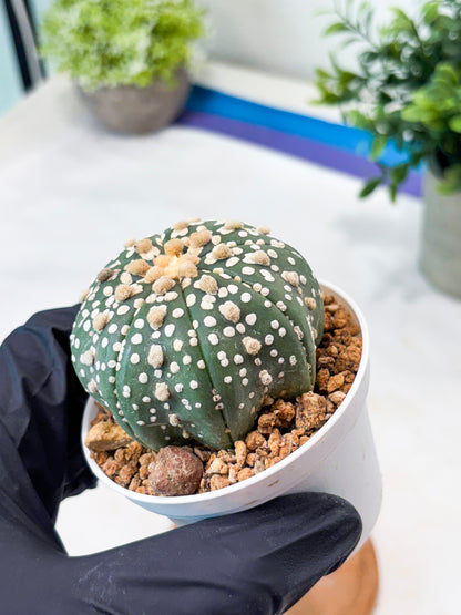 Astrophytum Superkabuto (T9) (r4) | Las Vegas Plant Shop