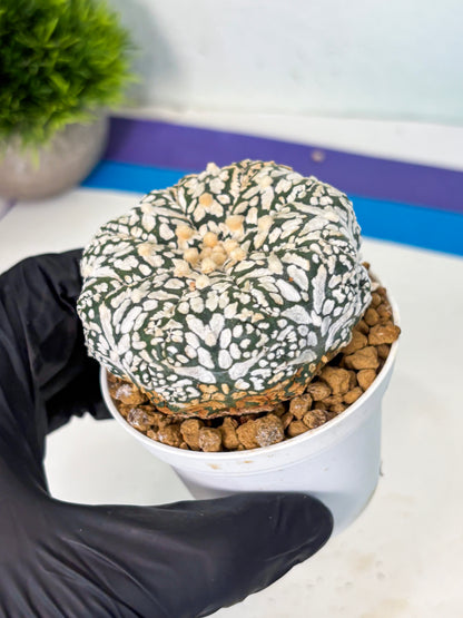 Astrophytum V-Type (at6) (b2) | Rare Star Cactus