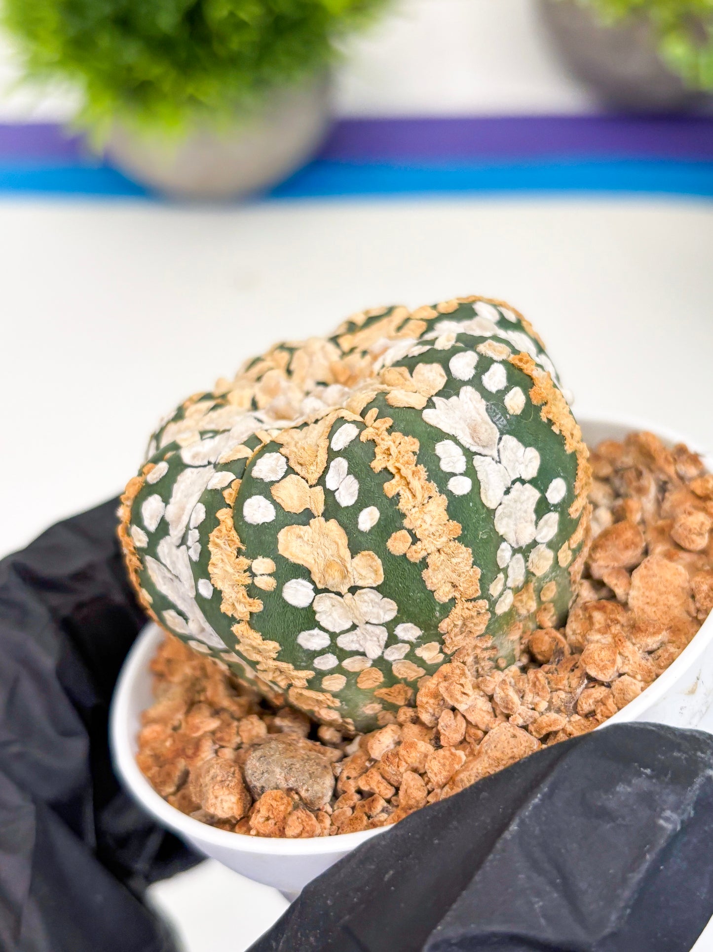 Astrophytum Super Kabuto (t12) (r6) | 3" Pot