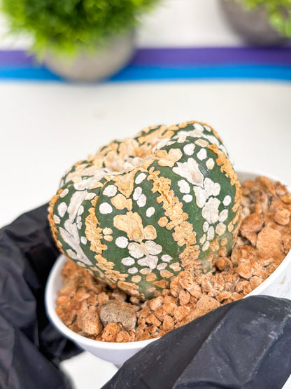 Astrophytum Super Kabuto (t12) (r6) | 3" Pot