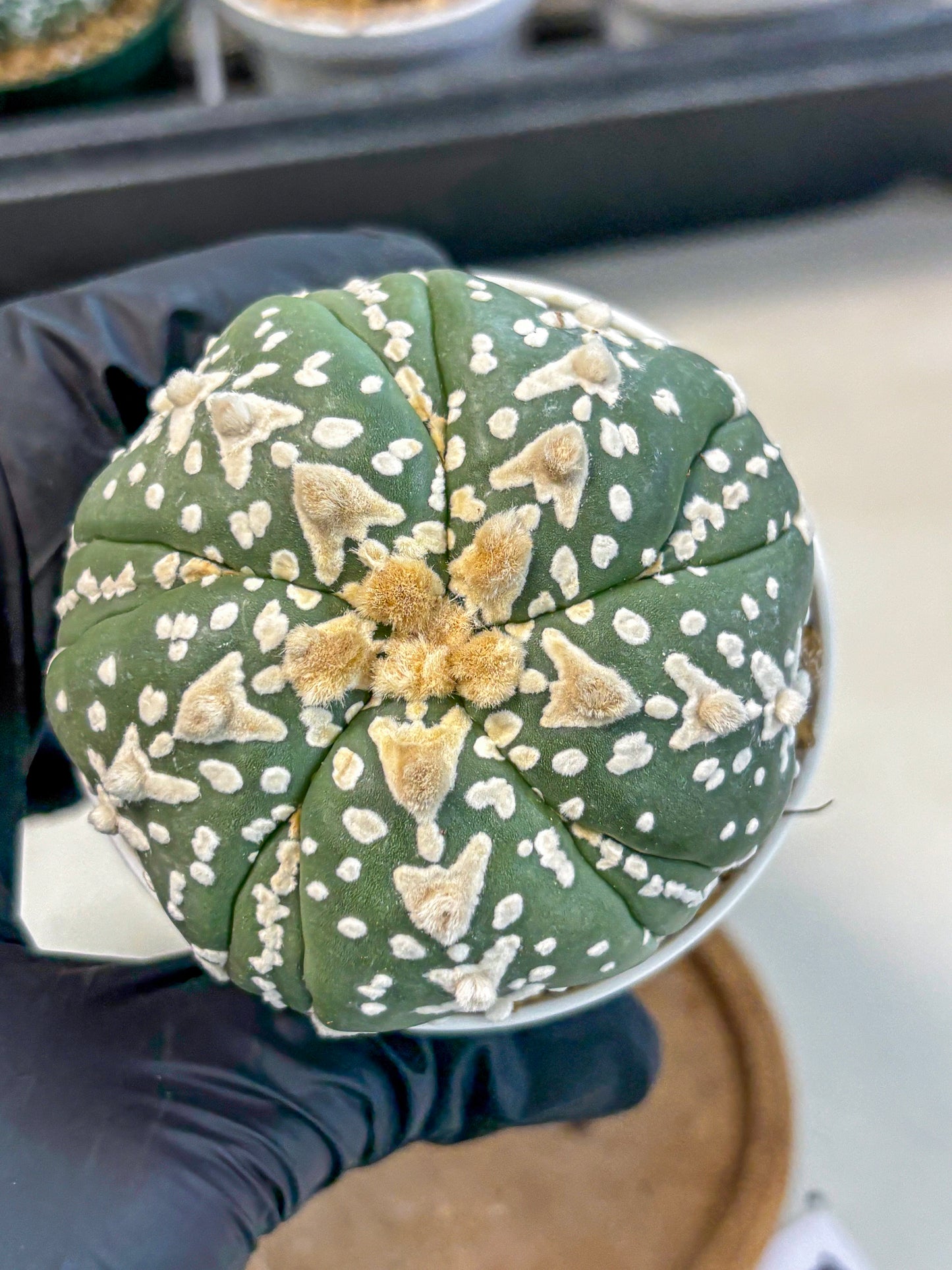 Astrophytum 5-Ribs (at7) (r5) | Living Rocks