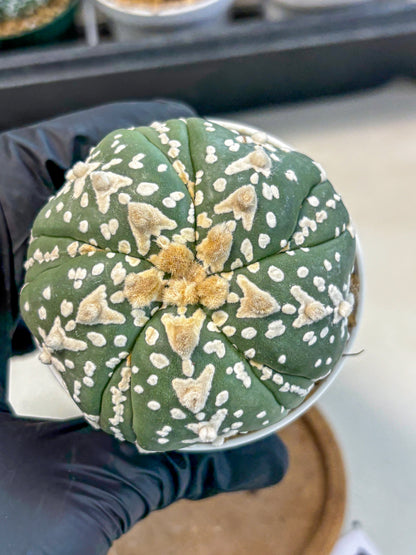 Astrophytum 5-Ribs (at7) (r5) | Living Rocks