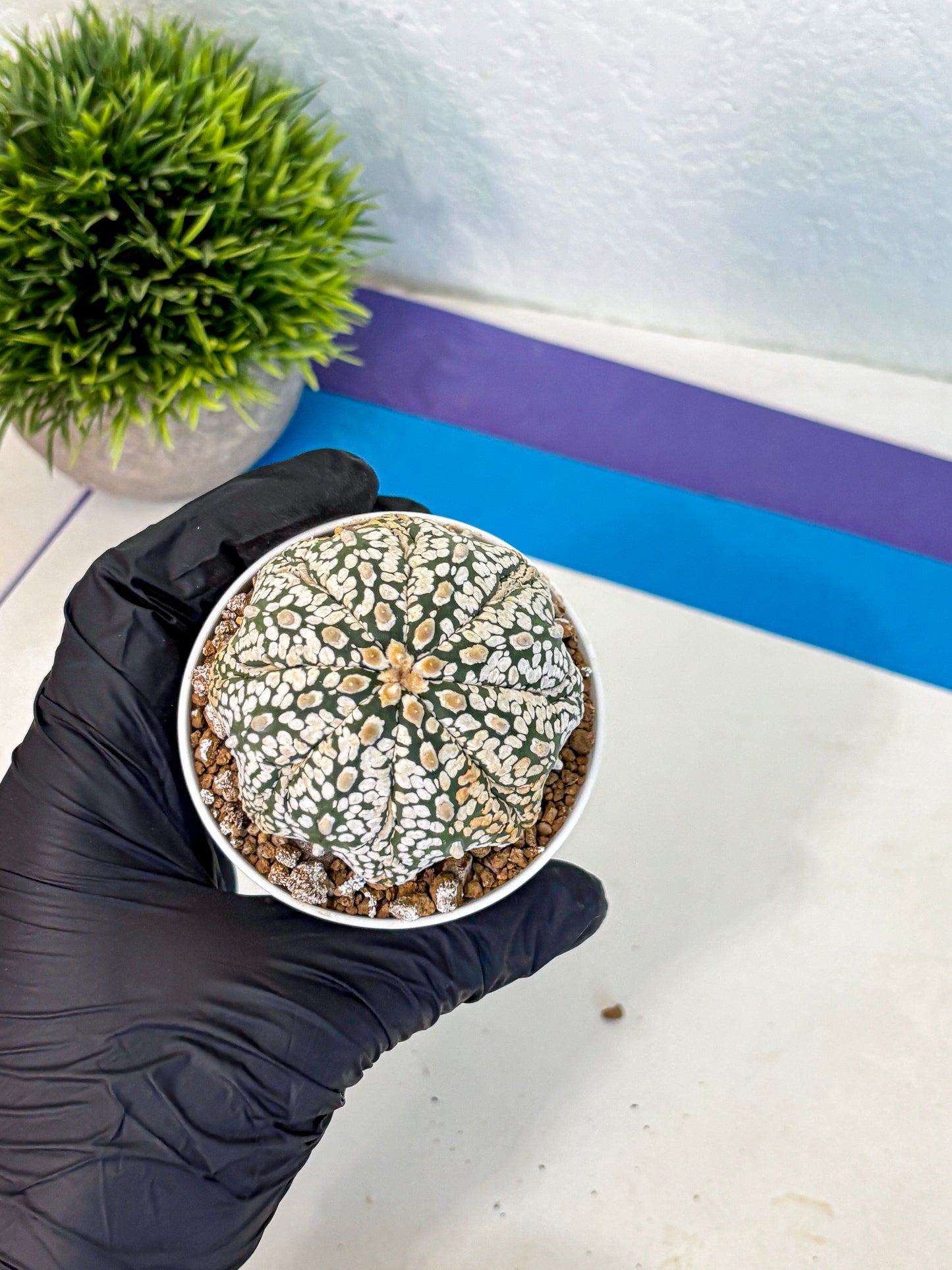 Astrophytum Super Kabuto (at1) (18) | Collection Plant | Rare Cactus