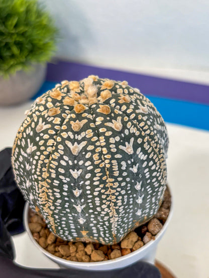 Astrophytum V Type (at4) (18) | Star Cactus