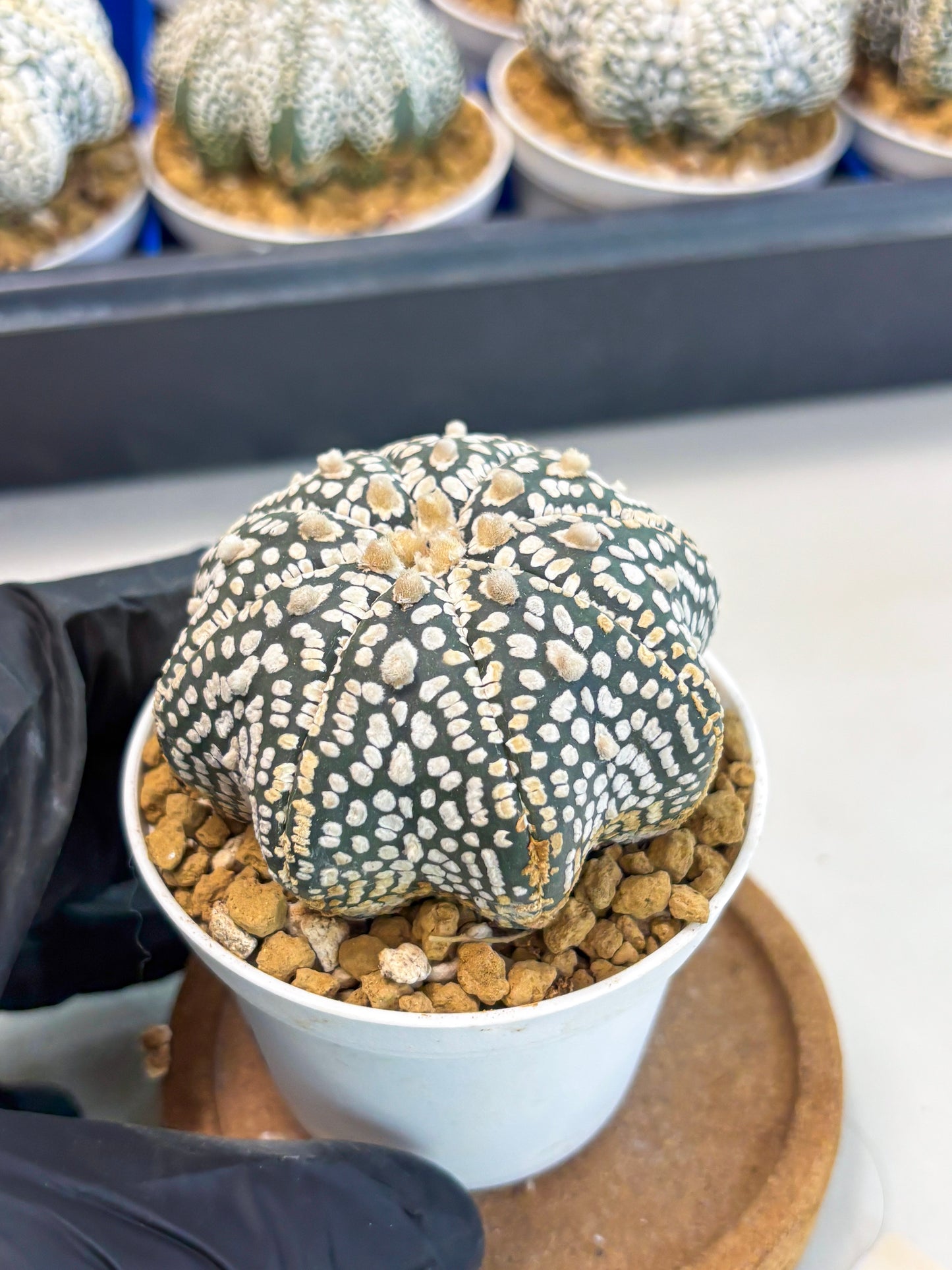 Astrophytum Star Shape (at3) (g2) | Very Rare Cactus
