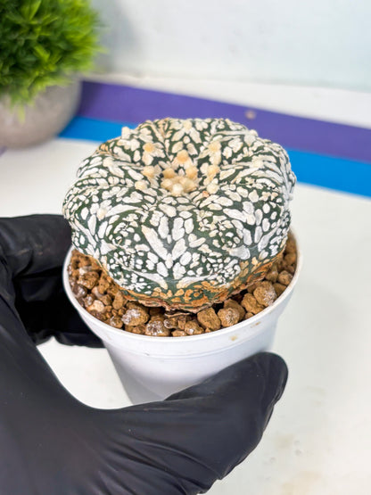 Astrophytum V-Type (at6) (b2) | Rare Star Cactus