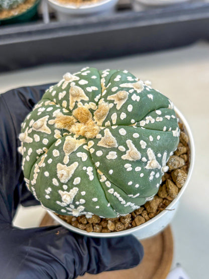 Astrophytum 5-Ribs (at7) (r5) | Living Rocks