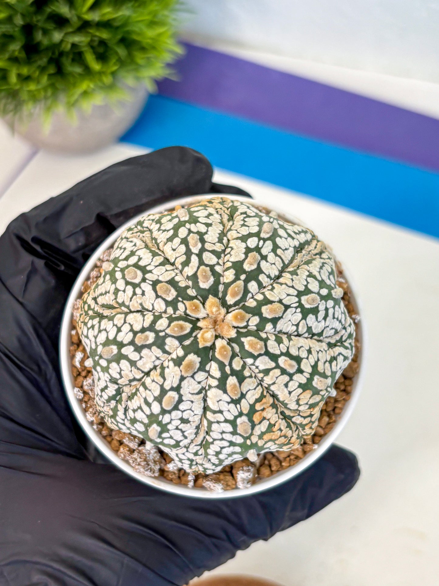 Astrophytum Super Kabuto (at1) (18) | Collection Plant | Rare Cactus