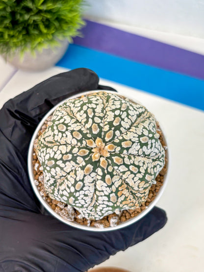 Astrophytum Super Kabuto (at1) (18) | Collection Plant | Rare Cactus