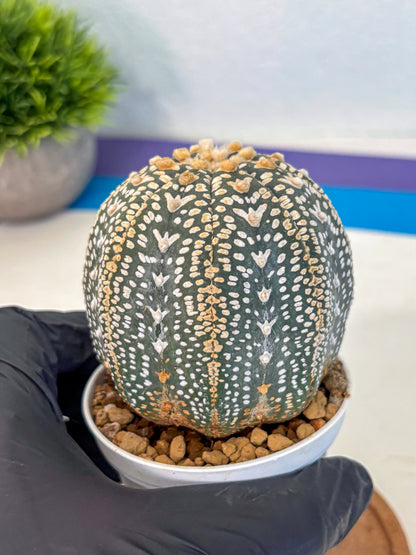 Astrophytum V Type (at4) (18) | Star Cactus