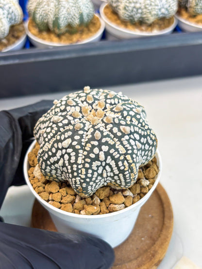 Astrophytum Star Shape (at3) (g2) | Very Rare Cactus