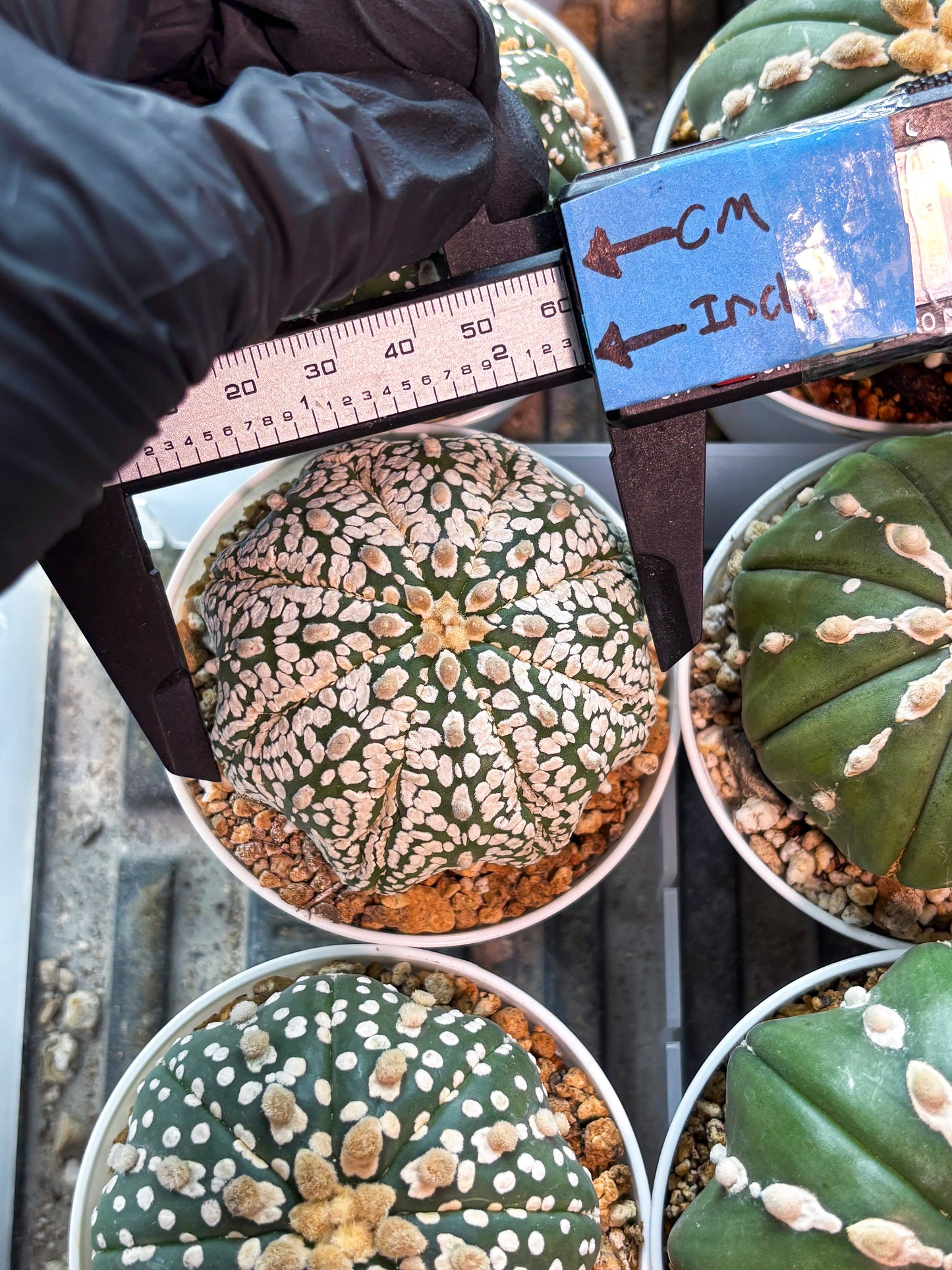 Astrophytum Superkabuto (T9) (r5) | Las Vegas Plant Shop