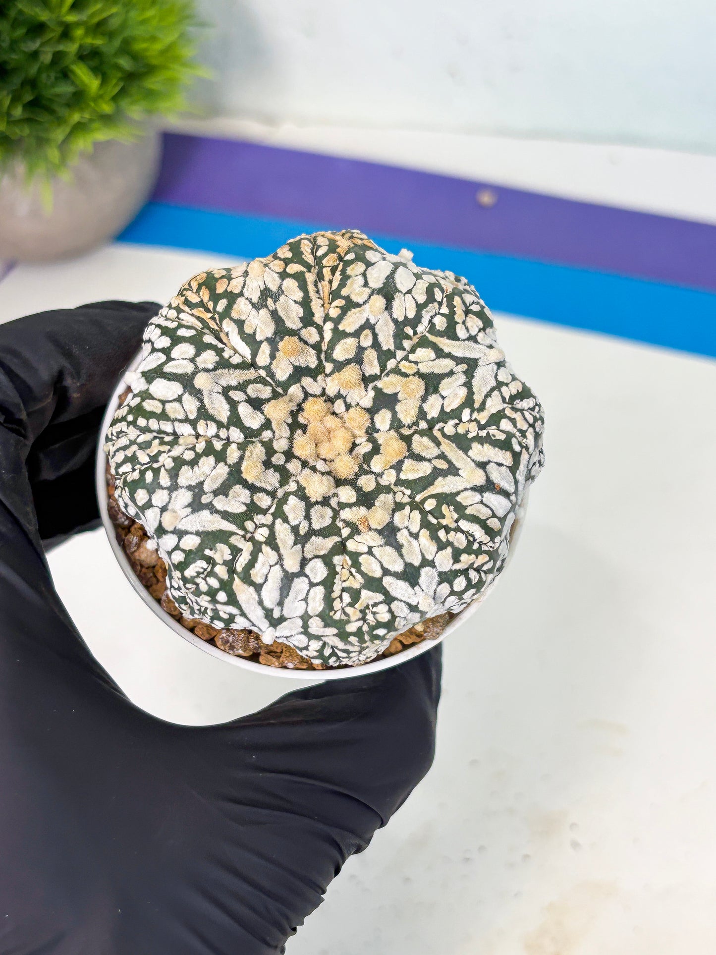 Astrophytum V-Type (at6) (b2) | Rare Star Cactus