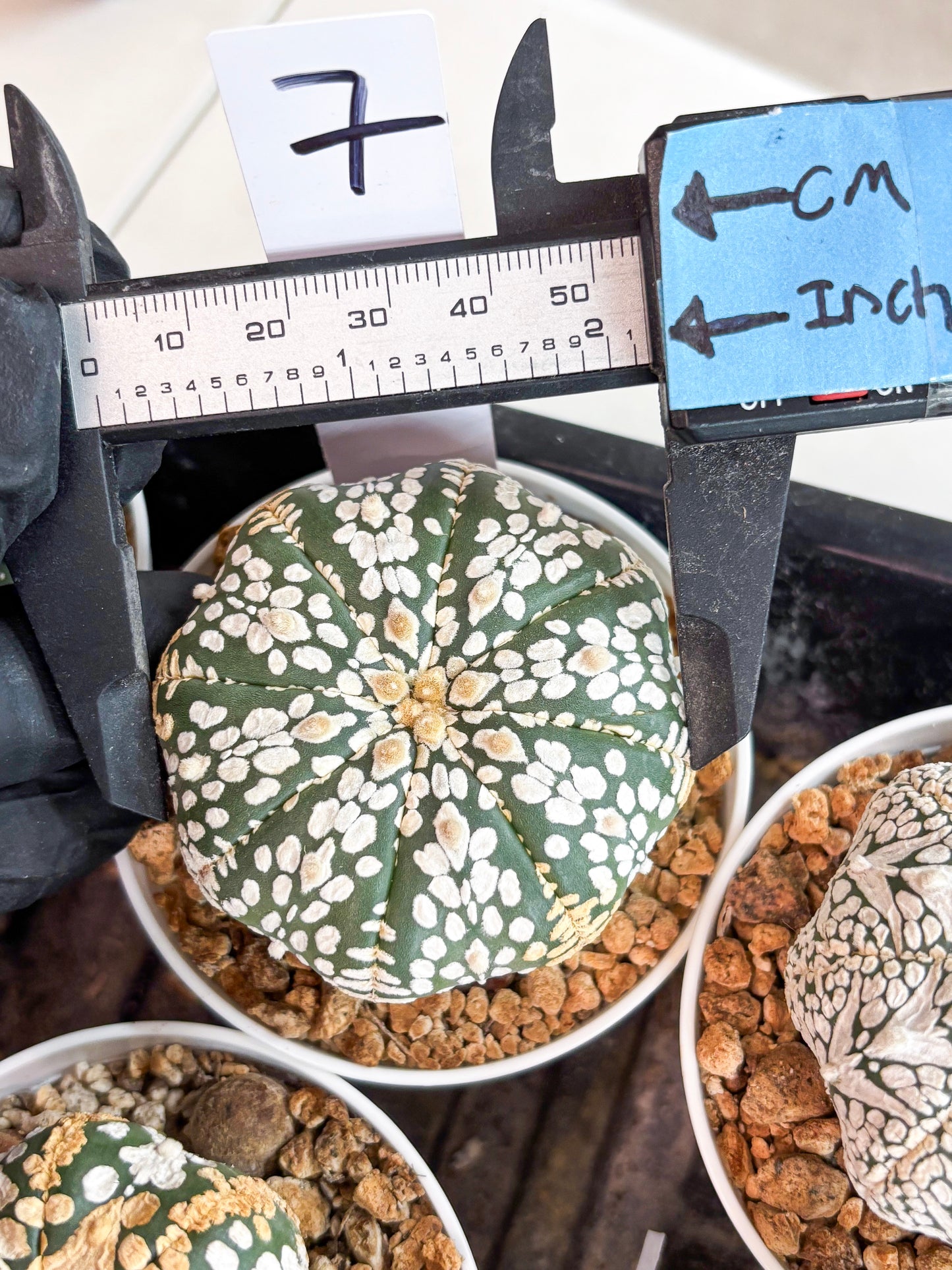 Astrophytum Super Kabuto (t12) (r7) | 3" Pot