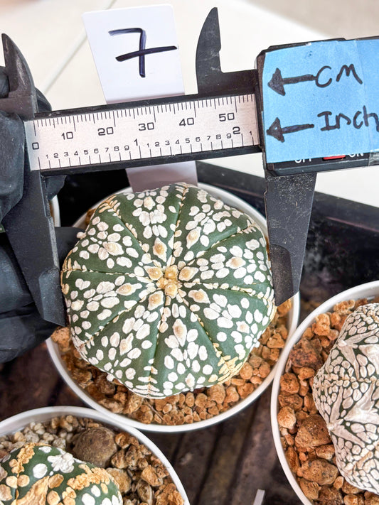 Astrophytum Super Kabuto (t12) (r7) | 3" Pot