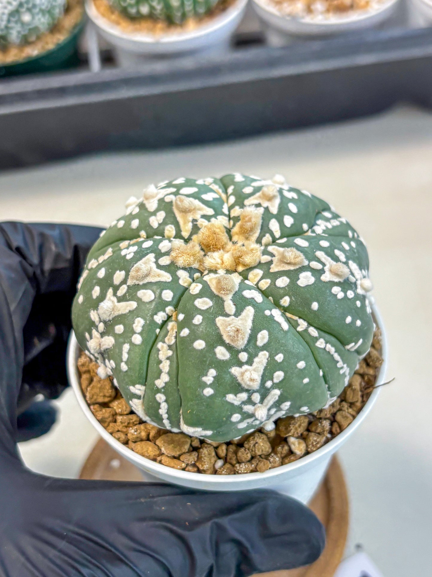 Astrophytum 5-Ribs (at7) (r5) | Living Rocks