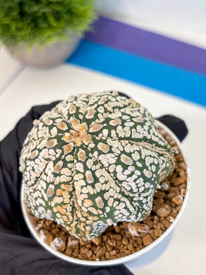 Astrophytum Super Kabuto (at1) (18) | Collection Plant | Rare Cactus