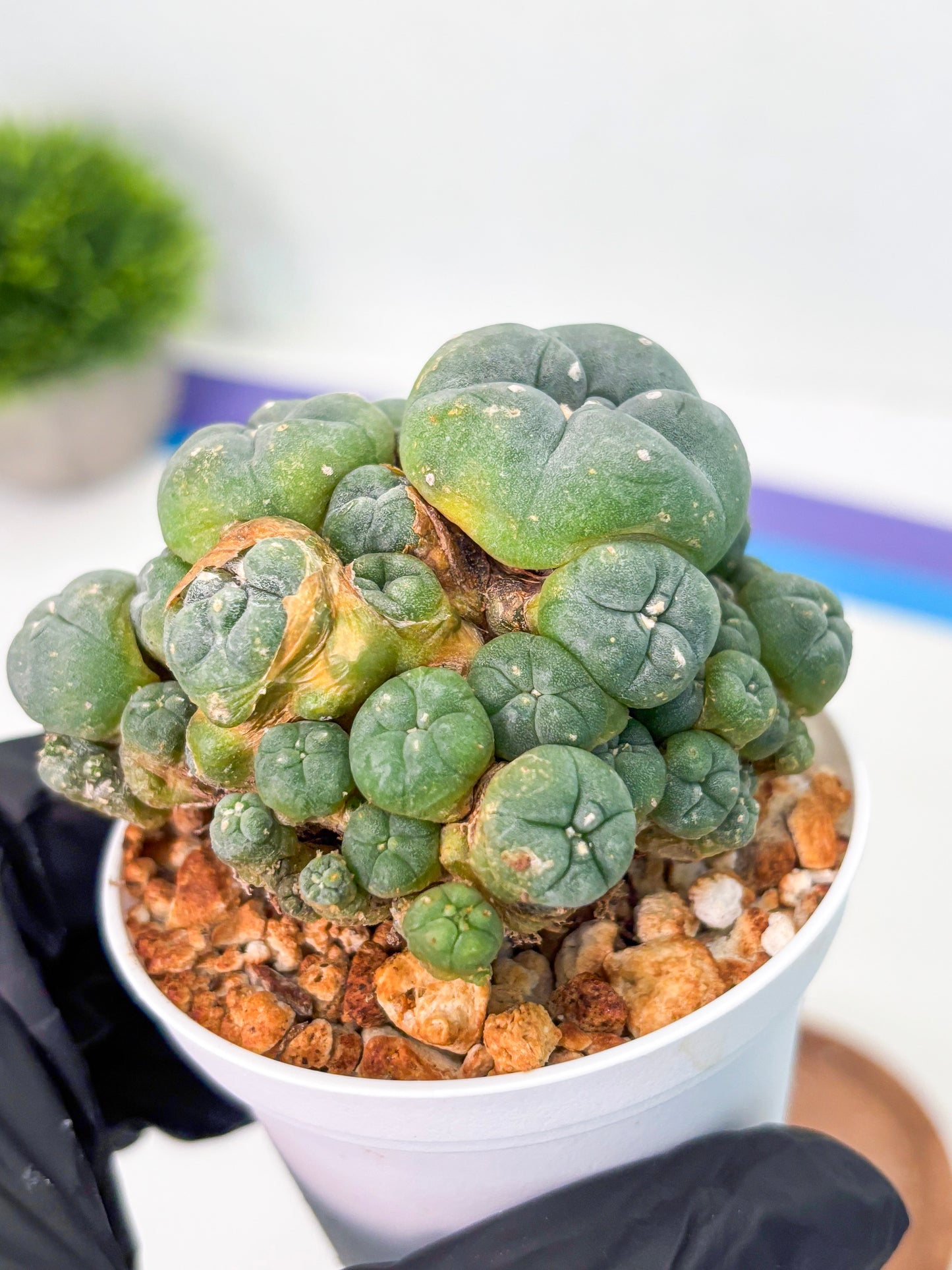 Spineless Cactus (Lo1) (p1) | For Advanced Growers