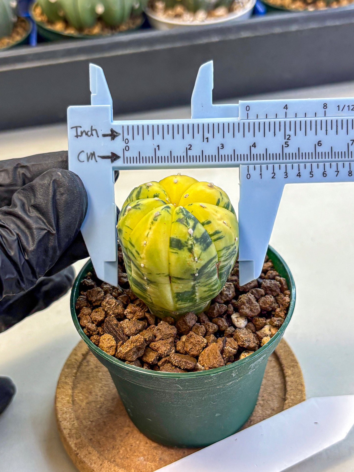 Astrophytum Variegated (at9) (01) | Rare Plant | Live Cactus
