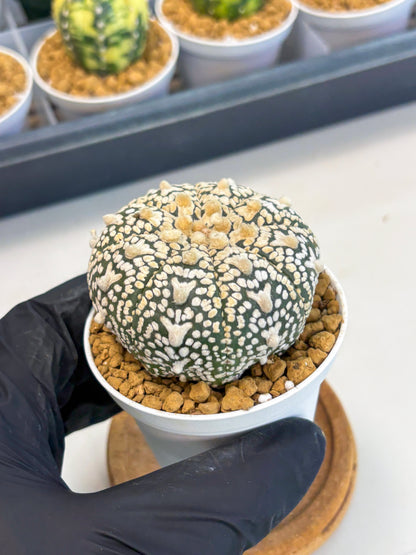 Astrophytum V-Type (at1) (p3) | Imported Cactus