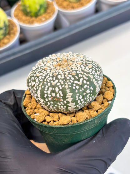 Astrophytum V-Type (at1) (p6) | Imported Cactus