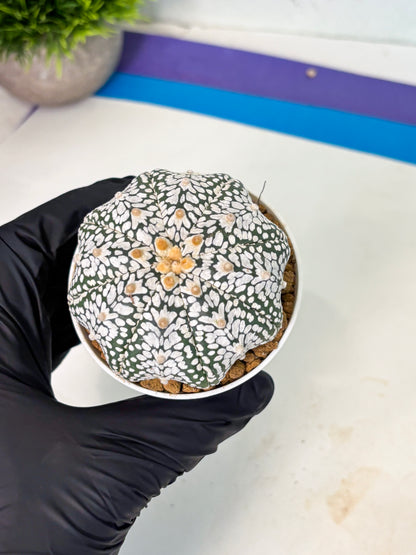 Astrophytum V-Type (at5) (p3) | Rare imported Plant