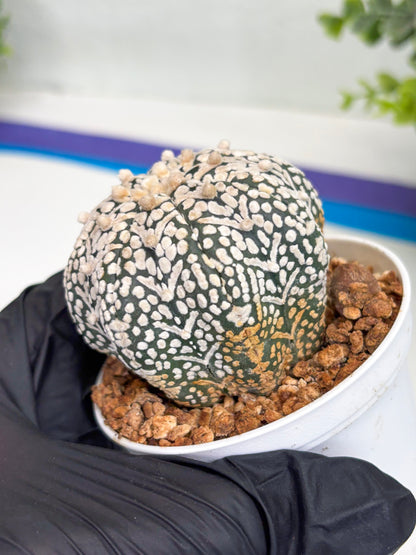 Astrophytum Super Kabuto V Type (T4) (b6) | Las Vegas Seller