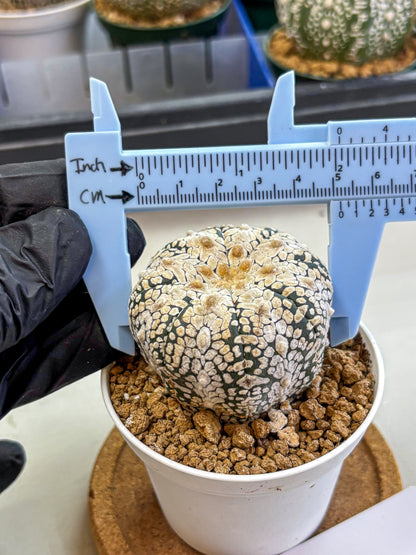 Astrophytum V Type (at2) (04) | Live Plant | Rare Collection