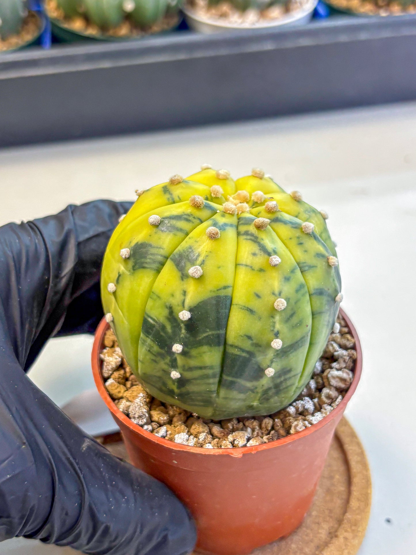 Astrophytum Variegated (at9) (04) | Rare Plant | Live Cactus