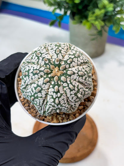 Astrophytum Superkabuto (T9) (r5) | Las Vegas Plant Shop