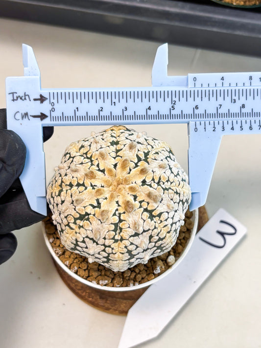 Astrophytum V-Type (at6) (b3) | Rare Star Cactus