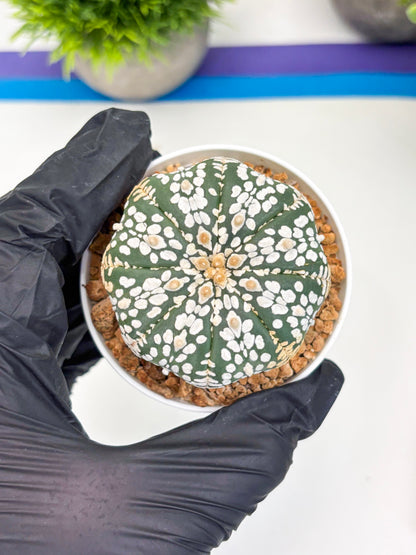 Astrophytum Super Kabuto (t12) (r7) | 3" Pot