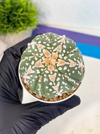 Astrophytum 5-Ribs (at7) (r5) | Living Rocks