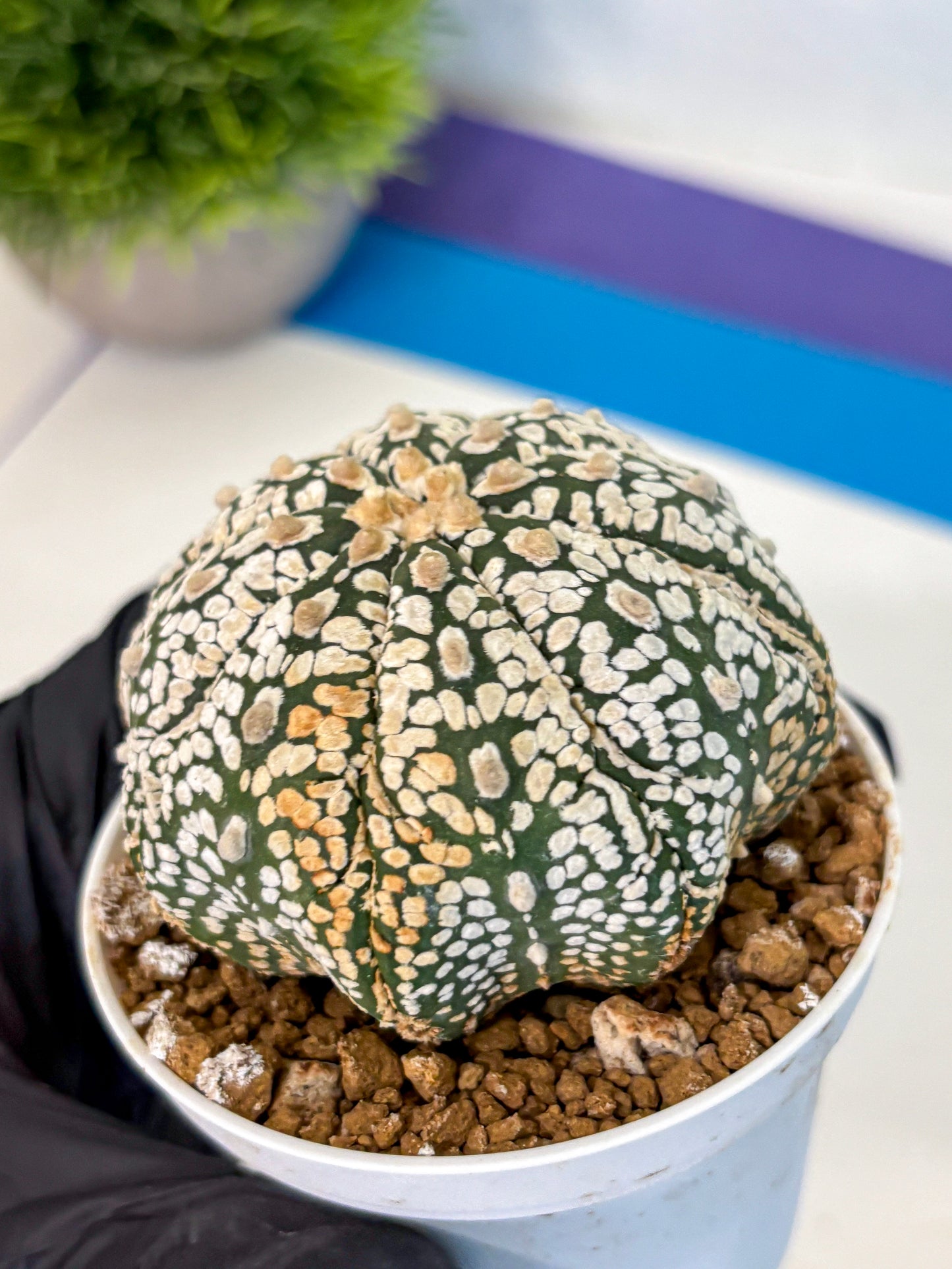 Astrophytum Super Kabuto (at1) (18) | Collection Plant | Rare Cactus