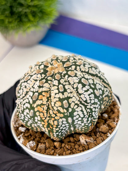 Astrophytum Super Kabuto (at1) (18) | Collection Plant | Rare Cactus