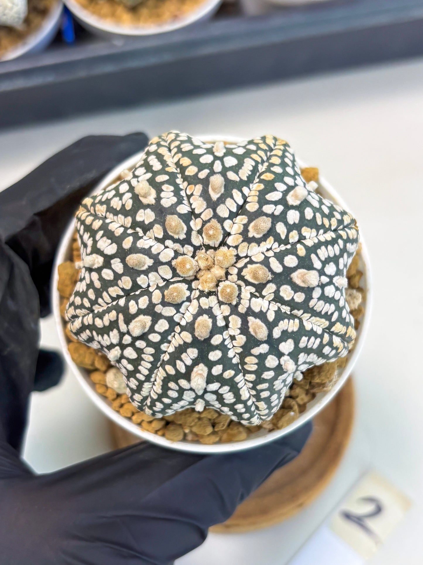Astrophytum Star Shape (at3) (g2) | Very Rare Cactus