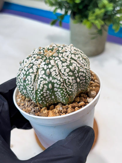Astrophytum Superkabuto (T9) (r5) | Las Vegas Plant Shop