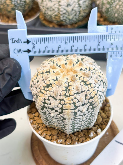 Astrophytum V-Type (at6) (b3) | Rare Star Cactus