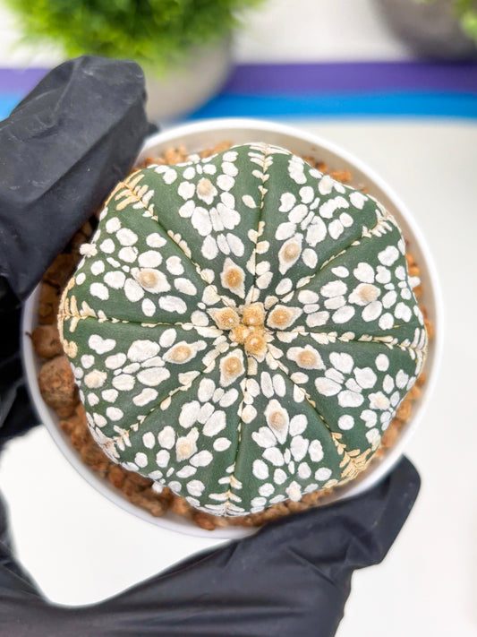 Astrophytum Super Kabuto (t12) (r7) | 3" Pot