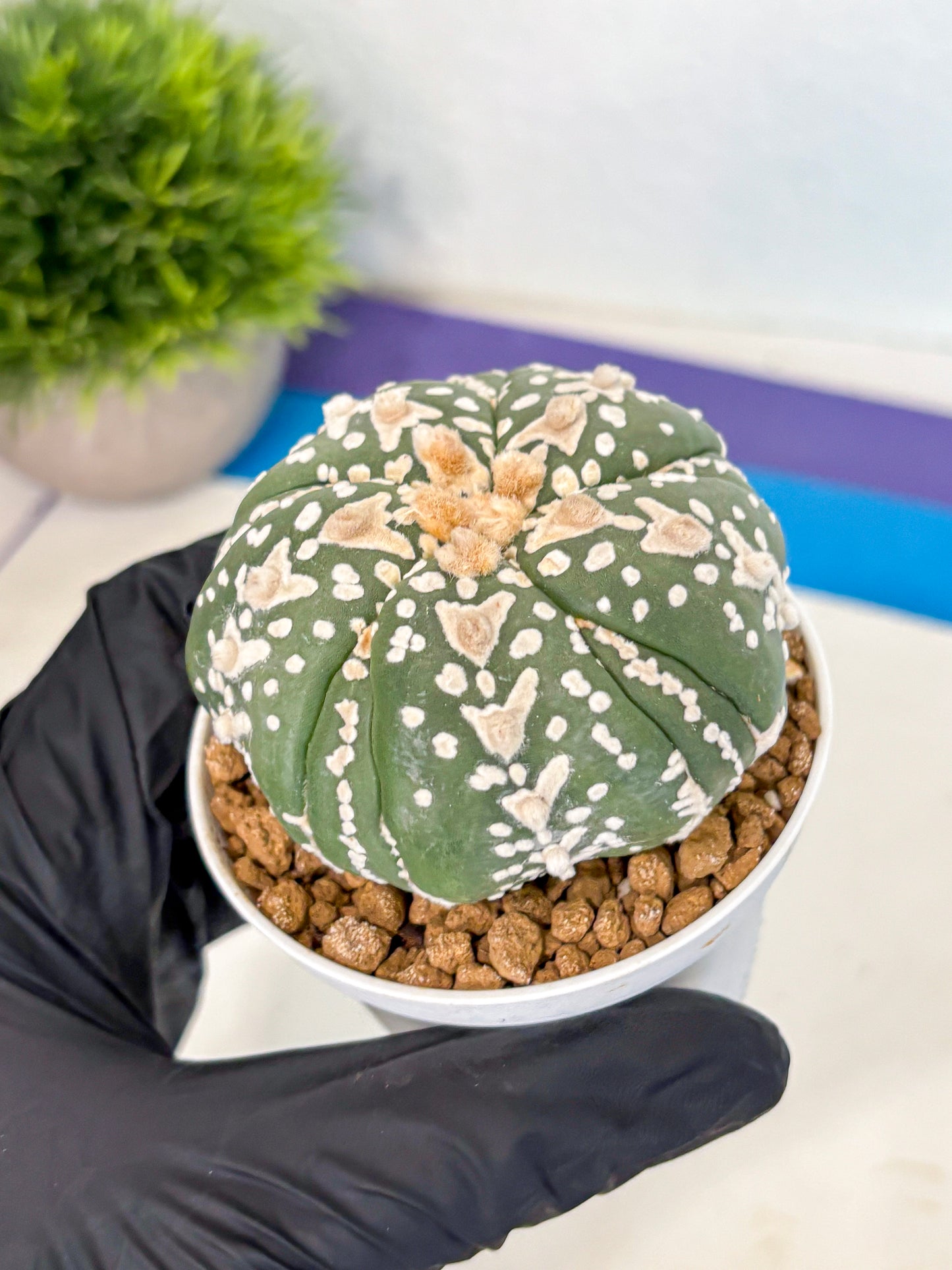 Astrophytum 5-Ribs (at7) (r5) | Living Rocks