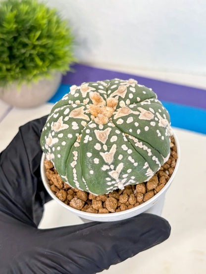 Astrophytum 5-Ribs (at7) (r5) | Living Rocks