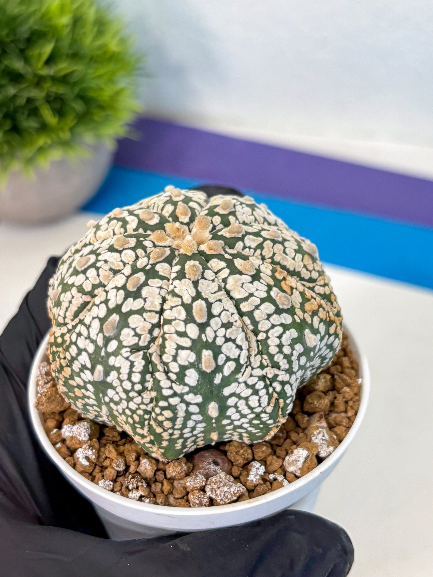 Astrophytum Super Kabuto (at1) (18) | Collection Plant | Rare Cactus