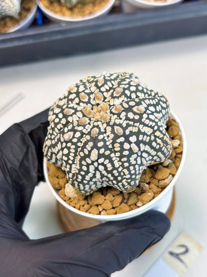 Astrophytum Star Shape (at3) (g2) | Very Rare Cactus